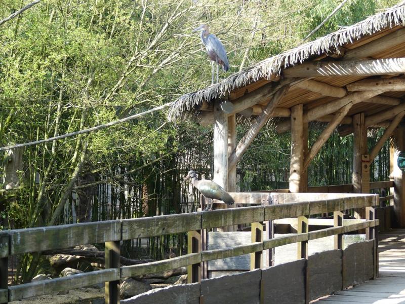 Sanctuaire des okapis