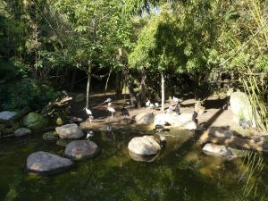 Sanctuaire des okapis