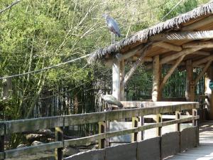 Sanctuaire des okapis