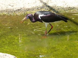 Cigogne d'Abdim