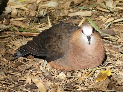 Colombe à face blanche - 2023