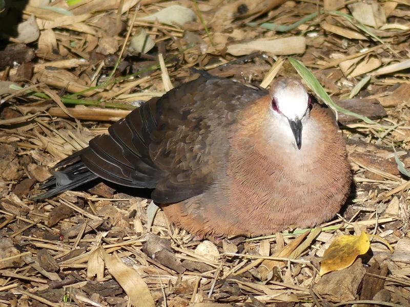 Colombe à face blanche - 2023