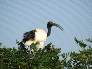 Ibis sacré Do 18 DSCN1933