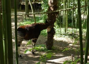 Okapi