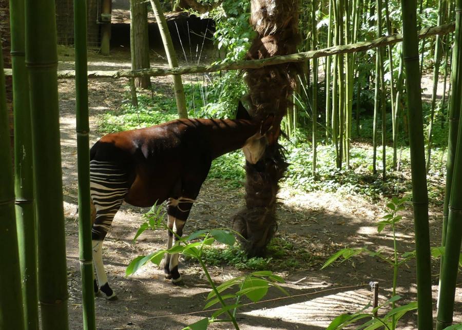 Okapi