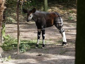 Okapi