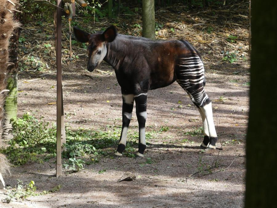 Okapi