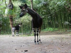 Okapi