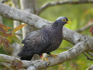 Pigeon des olives