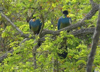 Touraco géant - 2023