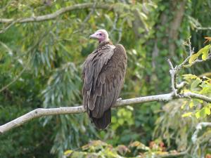 Vautour à capichon
