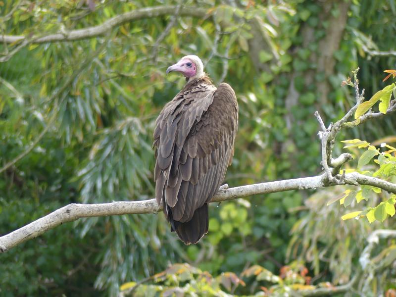 Vautour à capichon - 2023