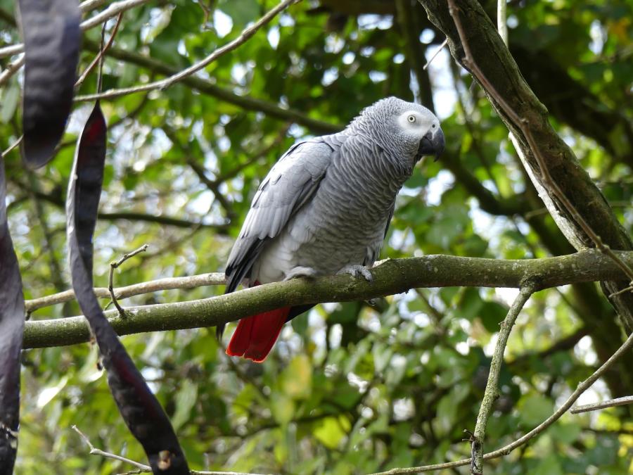 Perroquet gris du Gabon