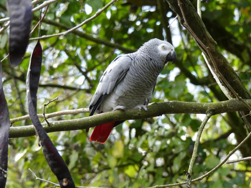 Perroquet gris du Gabon - 2023
