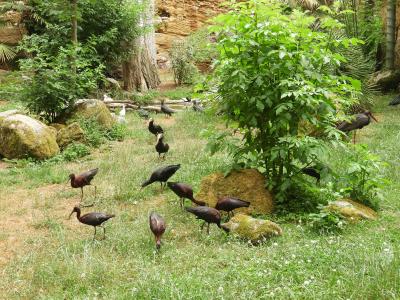 Volière euroéenne - 2023