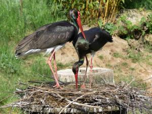 Cigogne noire