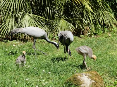 Grue Demoiselle - 2023