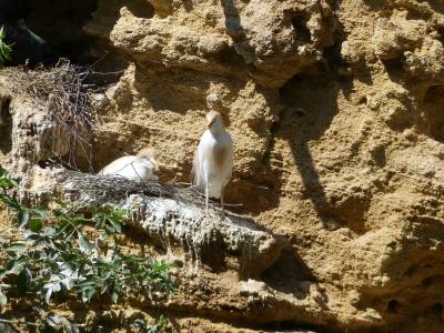 Héron garde-boeufs - 2023