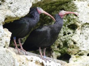 Ibis chauve
