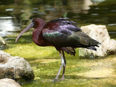 Ibis falcinelle - 2023