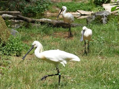 Spatule blanche - 2023