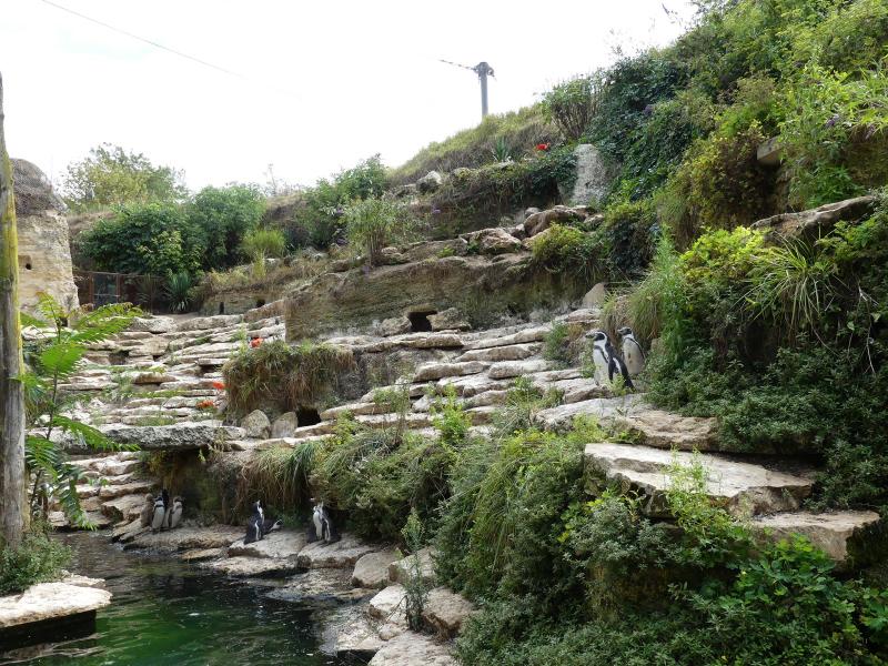 Volière sud-américaine - 2023