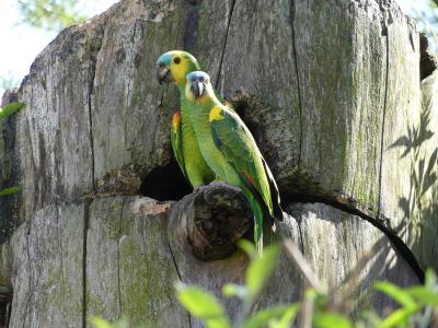 Amazone à front bleu - 2023