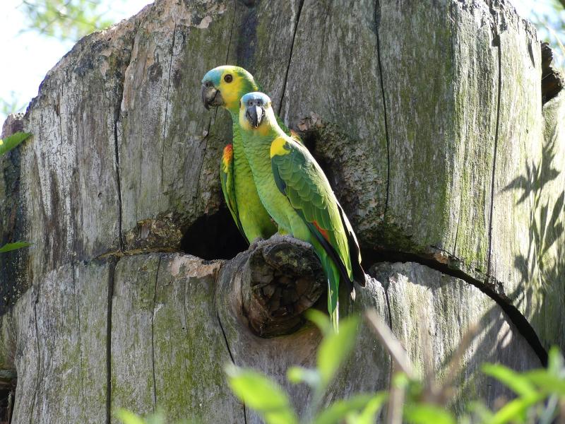 Amazone à front bleu - 2023