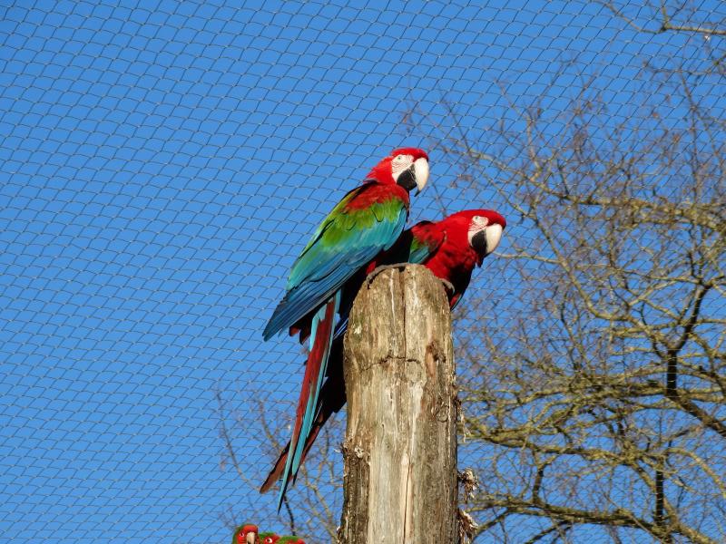 Ara chloroptére - 2023