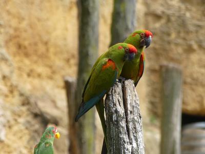 Ara de Lafresnaye - 2023