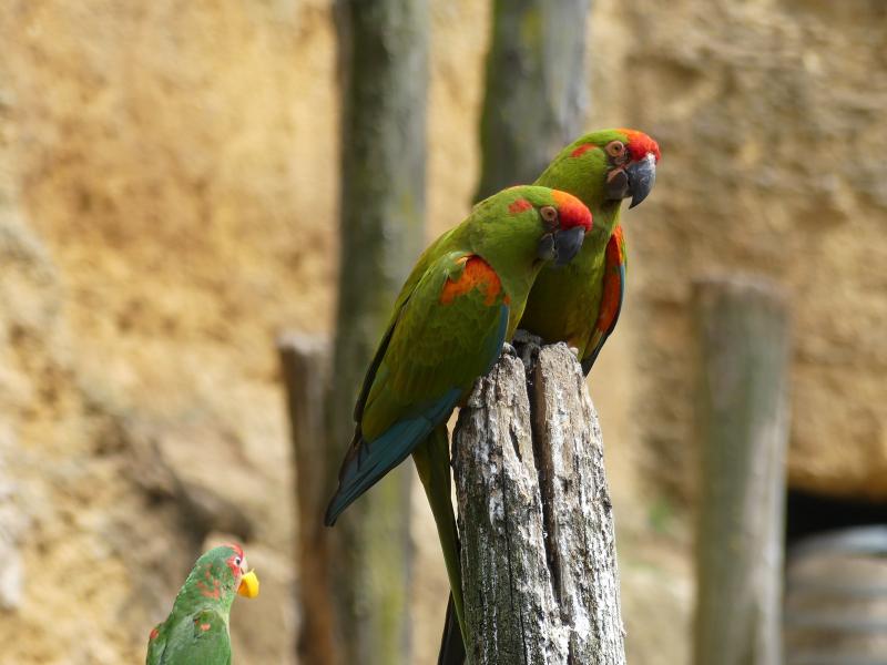 Ara de Lafresnaye - 2023