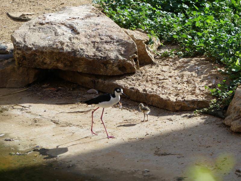 Échasse d'Amérique - 2023