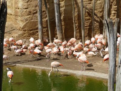 Flamant du Chili - 2023