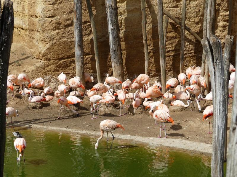 Flamant du Chili - 2023