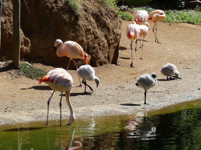 Flamant du Chili - 2023