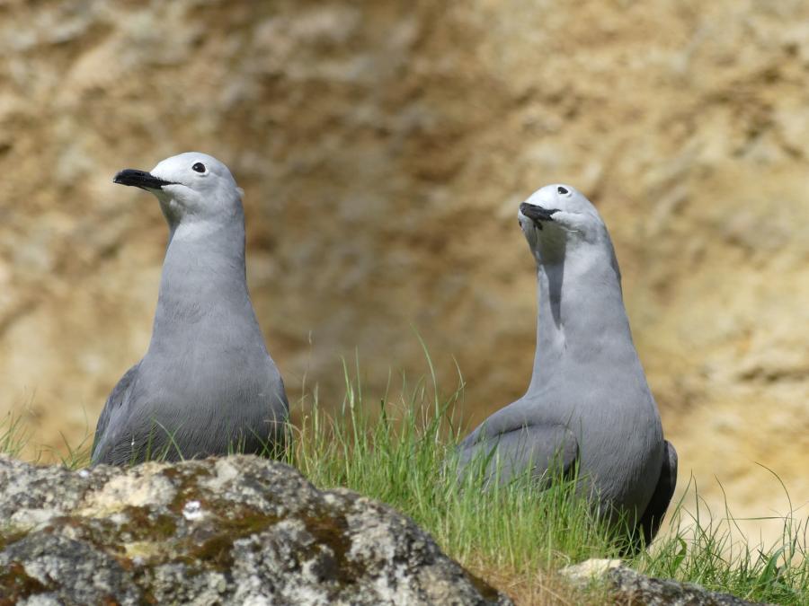 Goéland gris