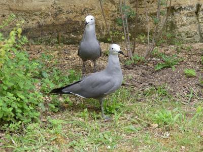 Goéland gris - 2023
