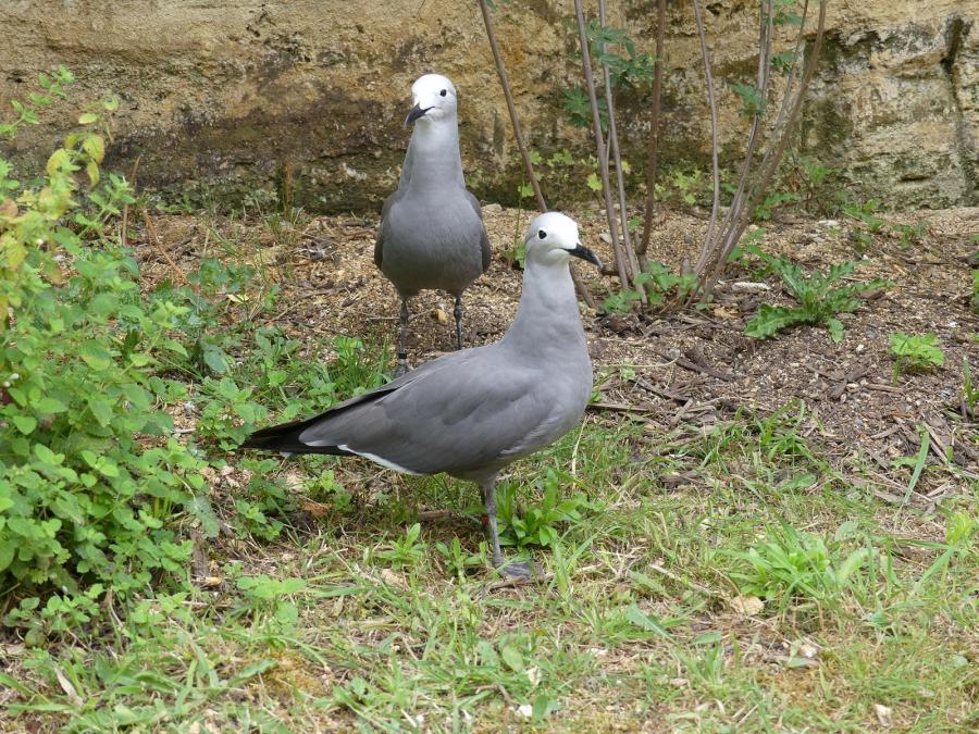 Goéland gris