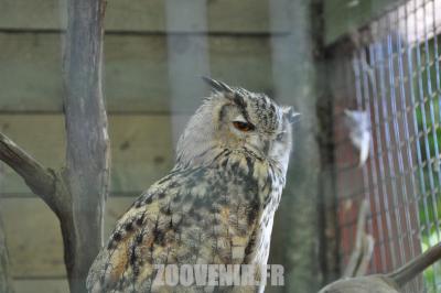 Hibou grand-duc - 2011