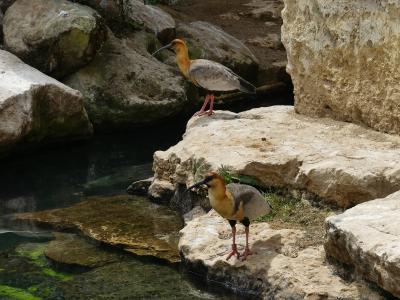 Ibis à face noire - 2023