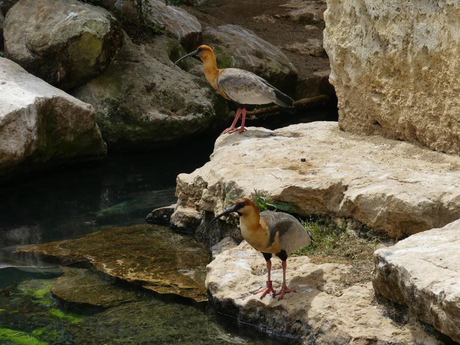 Ibis à face noire