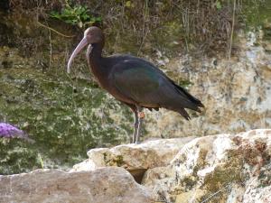 Ibis de Ridgway