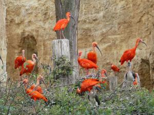 Ibis rouge