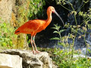 Ibis rouge
