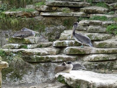 Pélican du Chili - 2023