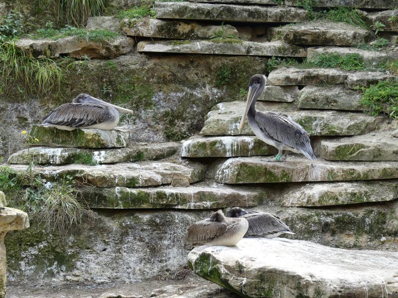 Pélican du Chili - 2023