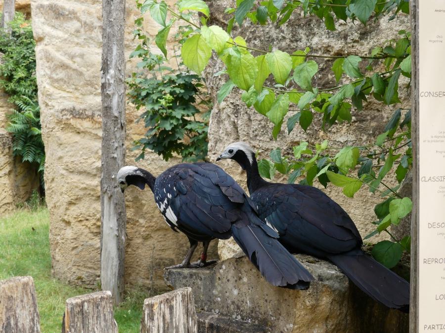 Pénélope à gorge bleue