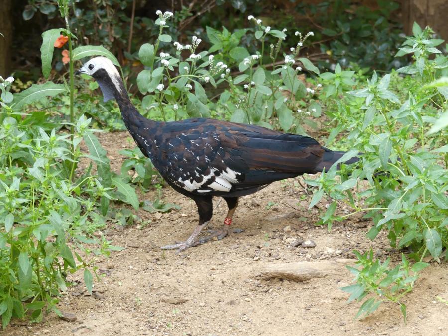 Pénélope à gorge bleue
