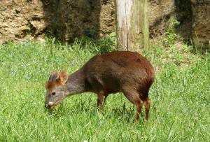 Pudu du Chili