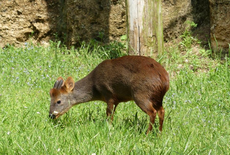 Pudu du Chili
